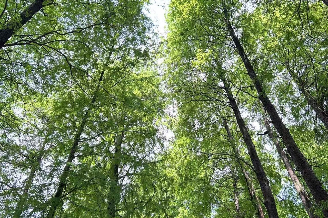 文章封面：自由职业跨境收款，我终于找到了零手续费的方案